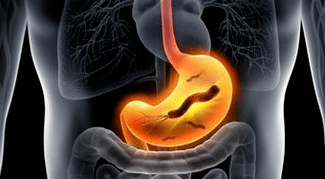 Human stomach
